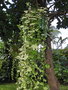 vignette Tradescantia albiflora