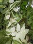 vignette Tradescantia albiflora