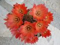 vignette Rebutia