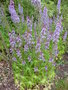 vignette Delphinium requienii  = Delphinium staphysagria  var. requienii - Pied d'Alouette de Requien