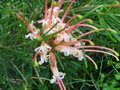 vignette Grevillea semperflorens desert flame toujours la au 04 06 11