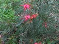 vignette Grevillea johnsonnii au 03 06 11