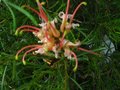 vignette Grevillea semperflorens desert flame gros plan au 03 06 11