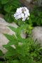 vignette Hesperis matronalis var. albiflora