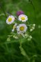 vignette Erigeron philadelphicus