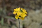 vignette Hieracium caespitosum