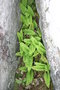 vignette Polypodium virginianum