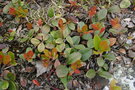 vignette Gaultheria procumbens