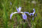 vignette Iris versicolor