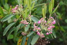 vignette Kalmia angustifolia