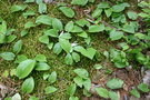 vignette Maianthemum canadense