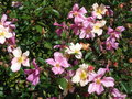vignette Rosa chinensis 'Mutabilis' = Rosa sinensis var. mutabilis