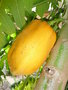 vignette Carica papaya -Papaye