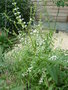 vignette Aloysia triphylla -Verveine citronelle