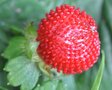 vignette fausse fraise - Duchesnea indica (Potentilla indica - Fragaria indica)