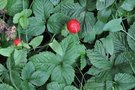 vignette fausse fraise - Duchesnea indica (Potentilla indica - Fragaria indica)