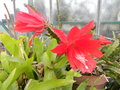 vignette Epiphyllum ackermannii