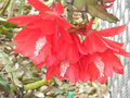 vignette Epiphyllum ackermannii