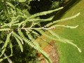 vignette Sophora fulvida / West Coast Auckand kowhai