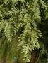 vignette Sophora tetraptera / North Island kowhai