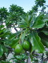 vignette Cerbera manghas var. manghas