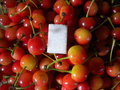 vignette Prunus cerasus, cerisier aigre, fruits, cerise