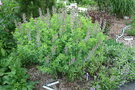 vignette Baptisia cinerea 'Chocolate Chip'