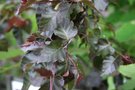 vignette Betula pendula ssp. pendula 'Crimson Frost'