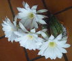 vignette Echinopsis subdenudata 2  17 6 2011 Ndc