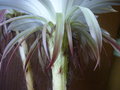 vignette Echinopsis subdenudata 4 17 6 2011 Ndc