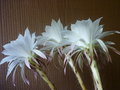 vignette Echinopsis subdenudata 5  17 6 2011 Ndc