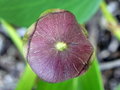 vignette Ipomoea pes-caprae ssp. brasiliensis