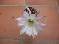 vignette Echinopsis tapecuana v. tropica fleur