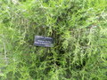 vignette Juniperus thurifera  L