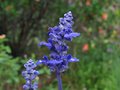 vignette Sauge - Salvia farinacea