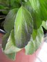 vignette Sauge - Salvia farinacea