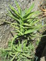 vignette crassula perfoliata var. coccinea