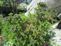vignette brunia albiflora