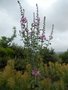 vignette Lavatera eryonifolia  Mill