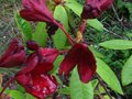 vignette Rhododendron Impy trs color au 02 06 11