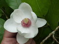 vignette Magnolia sieboldii - Magnolia
