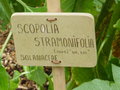 vignette Scopolia stramonifolia