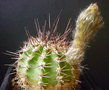 vignette Echinopsis 17 06 2011 Ndc