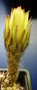 vignette Echinopsis 18 06 2011 Ndc