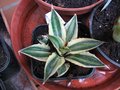 vignette Agave lophanta quadricolor