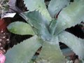 vignette Agave shrevei ssp magna (semis)