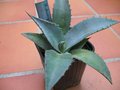 vignette Agave durangensis (semis)