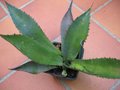 vignette Agave maximiliana