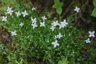 vignette Houstonia caerulea