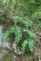 vignette Polypodium virginianum